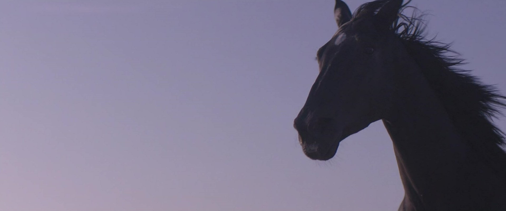 Black Beauty (2020) - Animation Screencaps.com