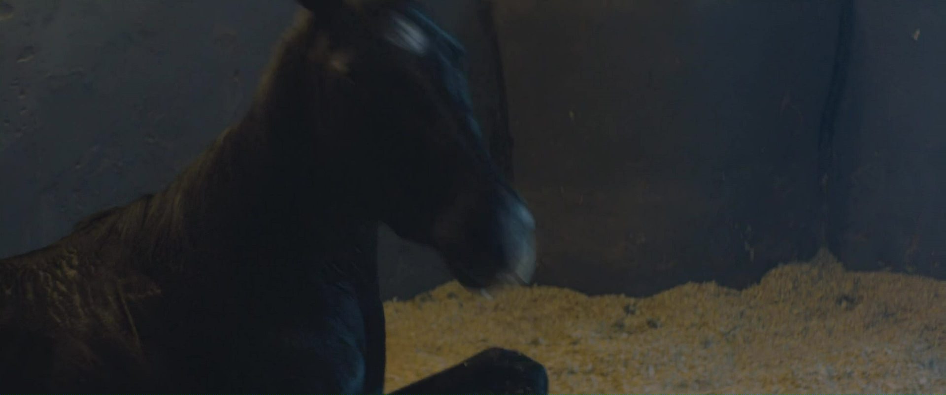 Black Beauty main image 0
